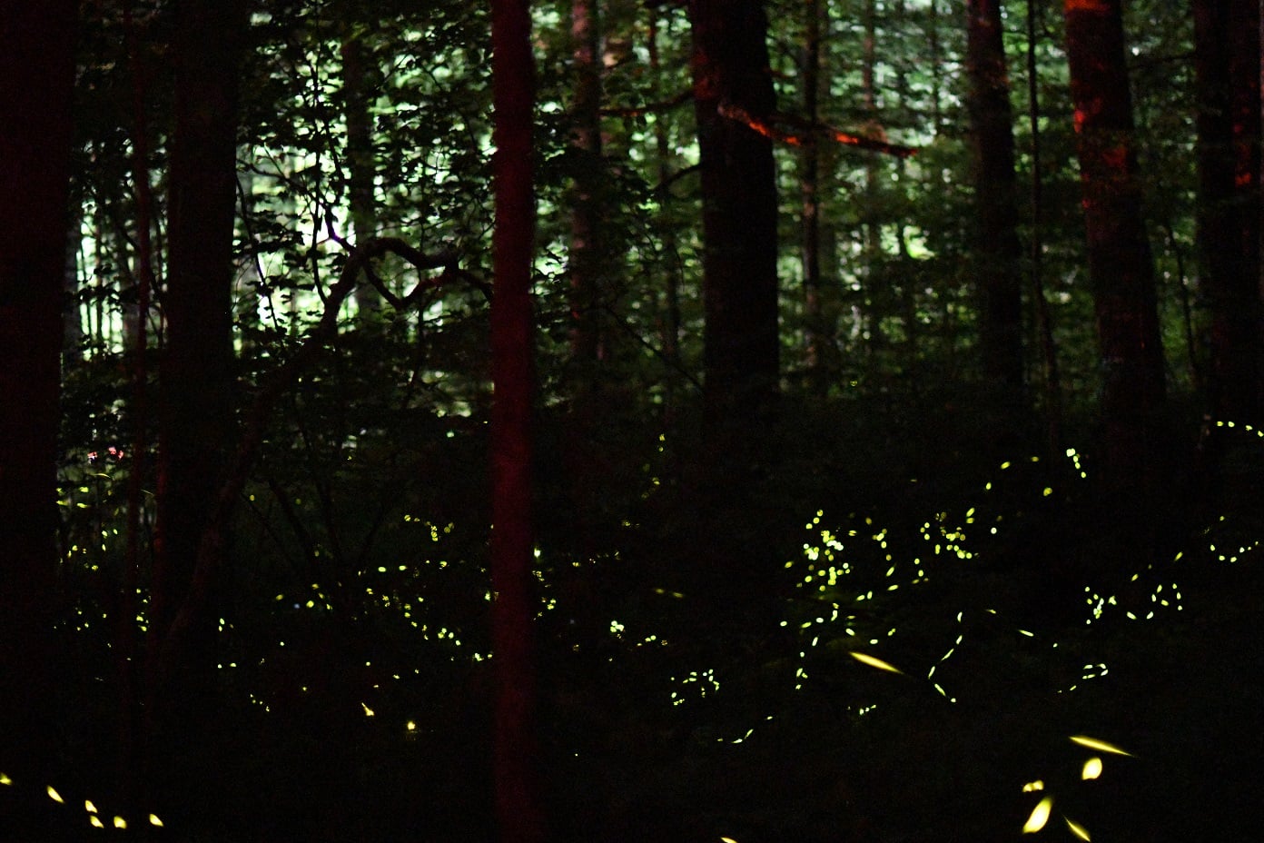 The Synchronous Fireflies in the Great Smoky Mountains: Elkmont Campground
