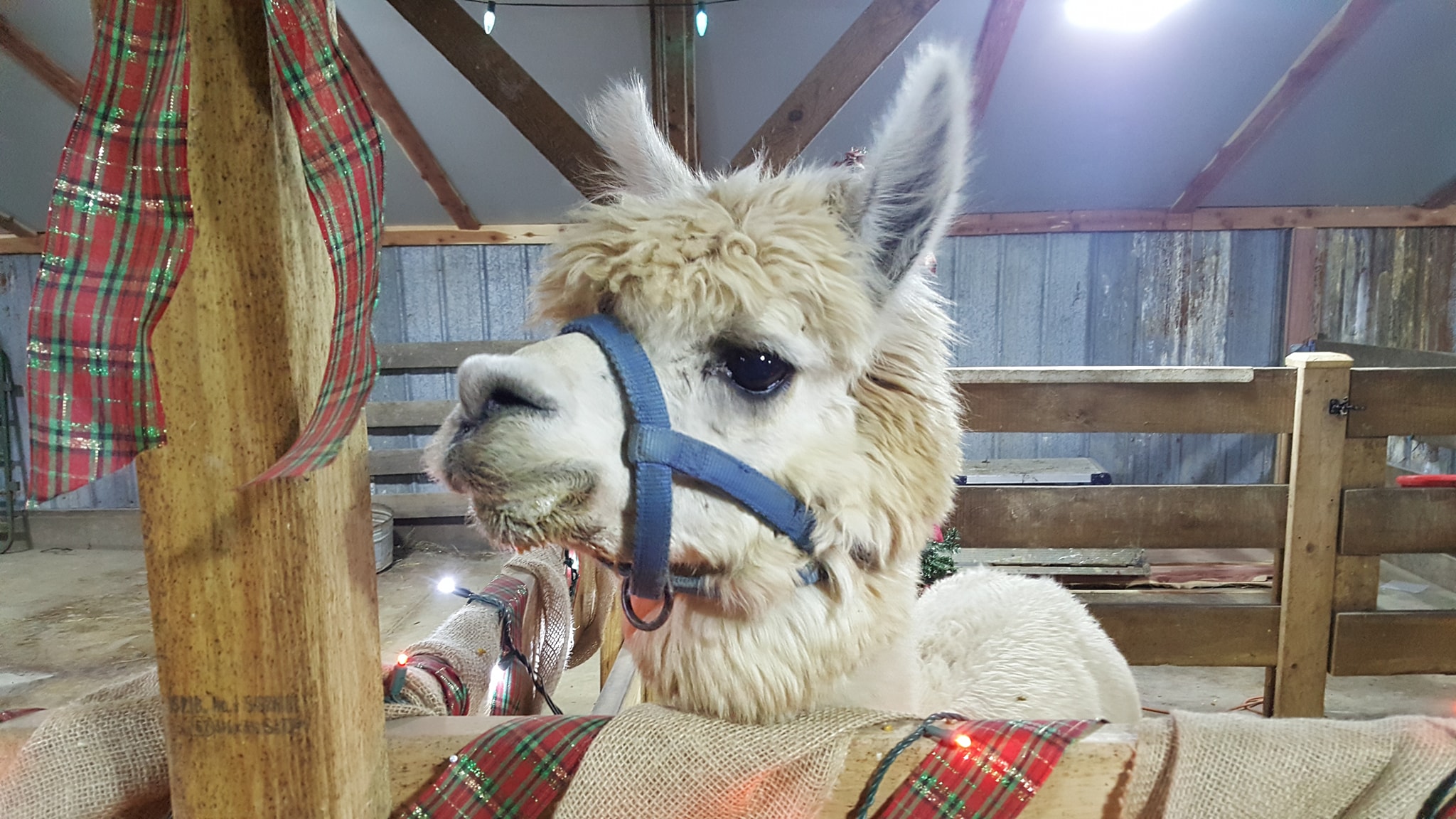 Yaya's Alpaca Farm in Harrisonville, Missouri