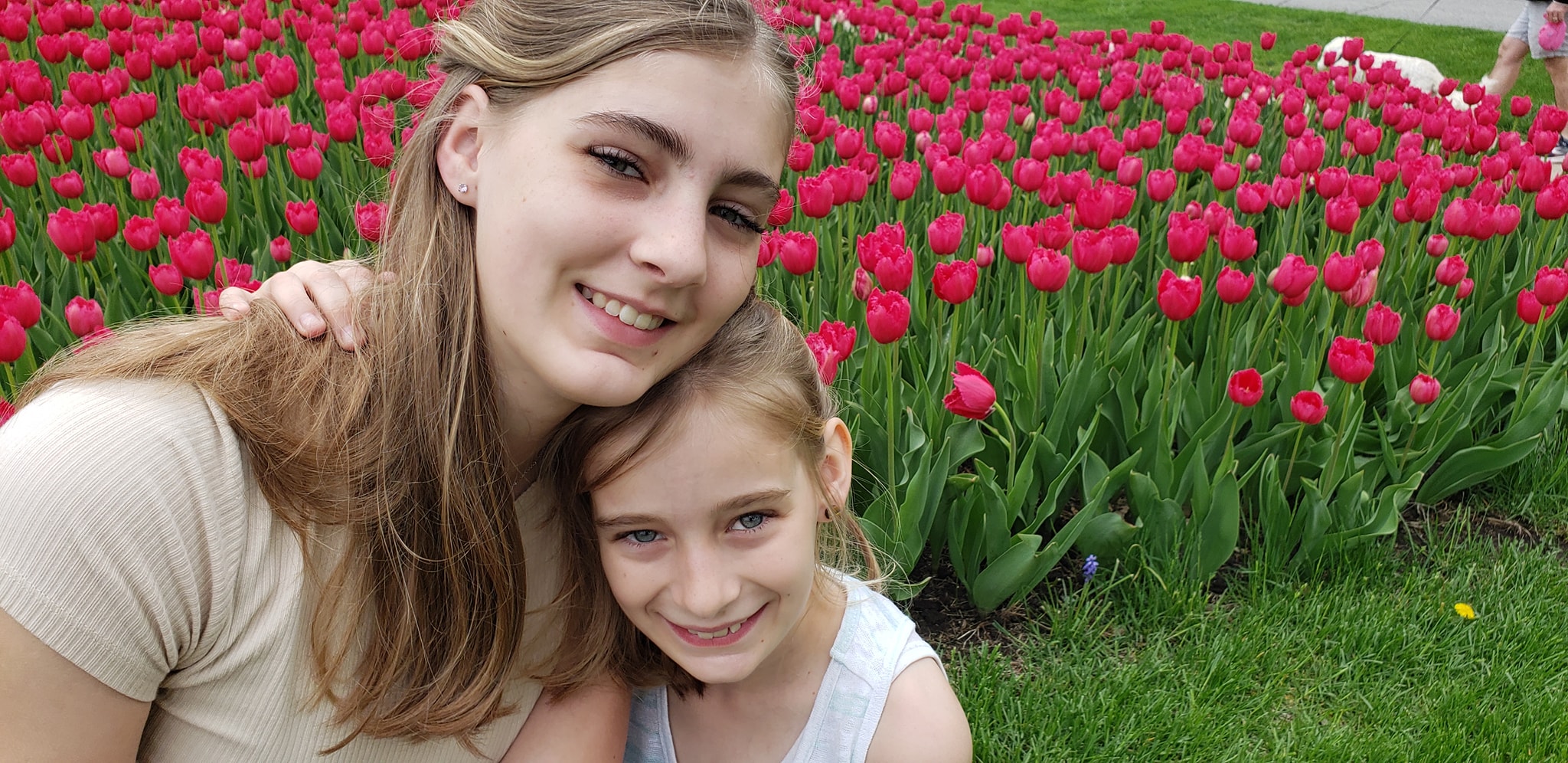 Tulips in Pella, Iowa