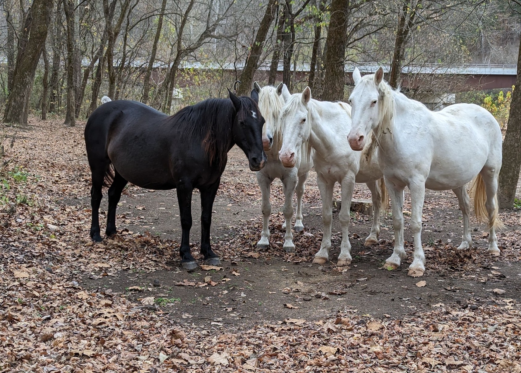 Wild Horses of Shannon County Missouri
