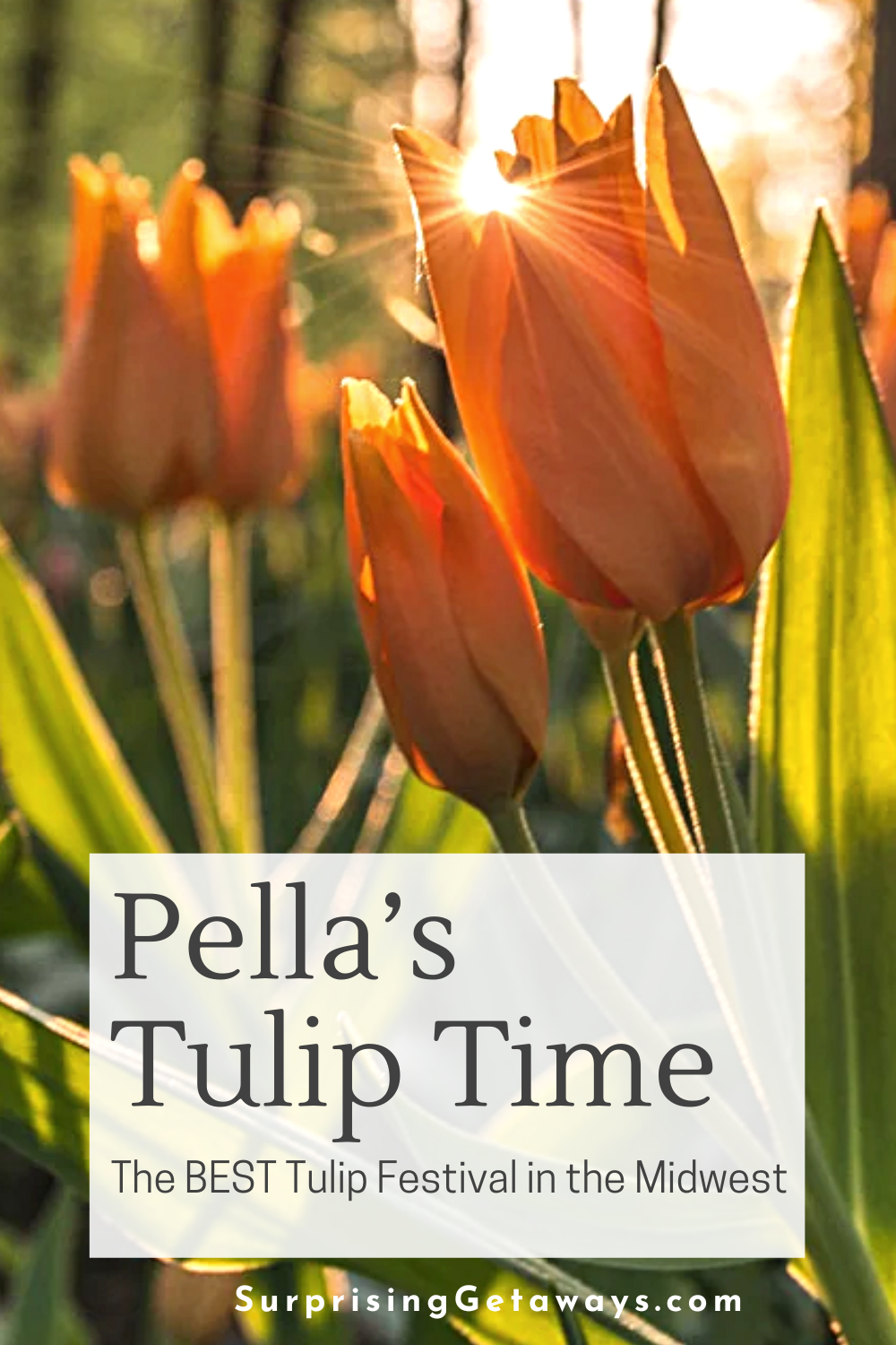 First-Timers Guide to Tulip Time in Pella, Iowa