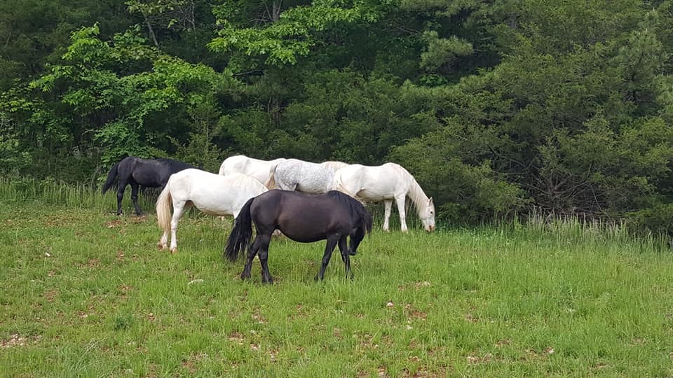 Wild Horses in Eminence, Missouri