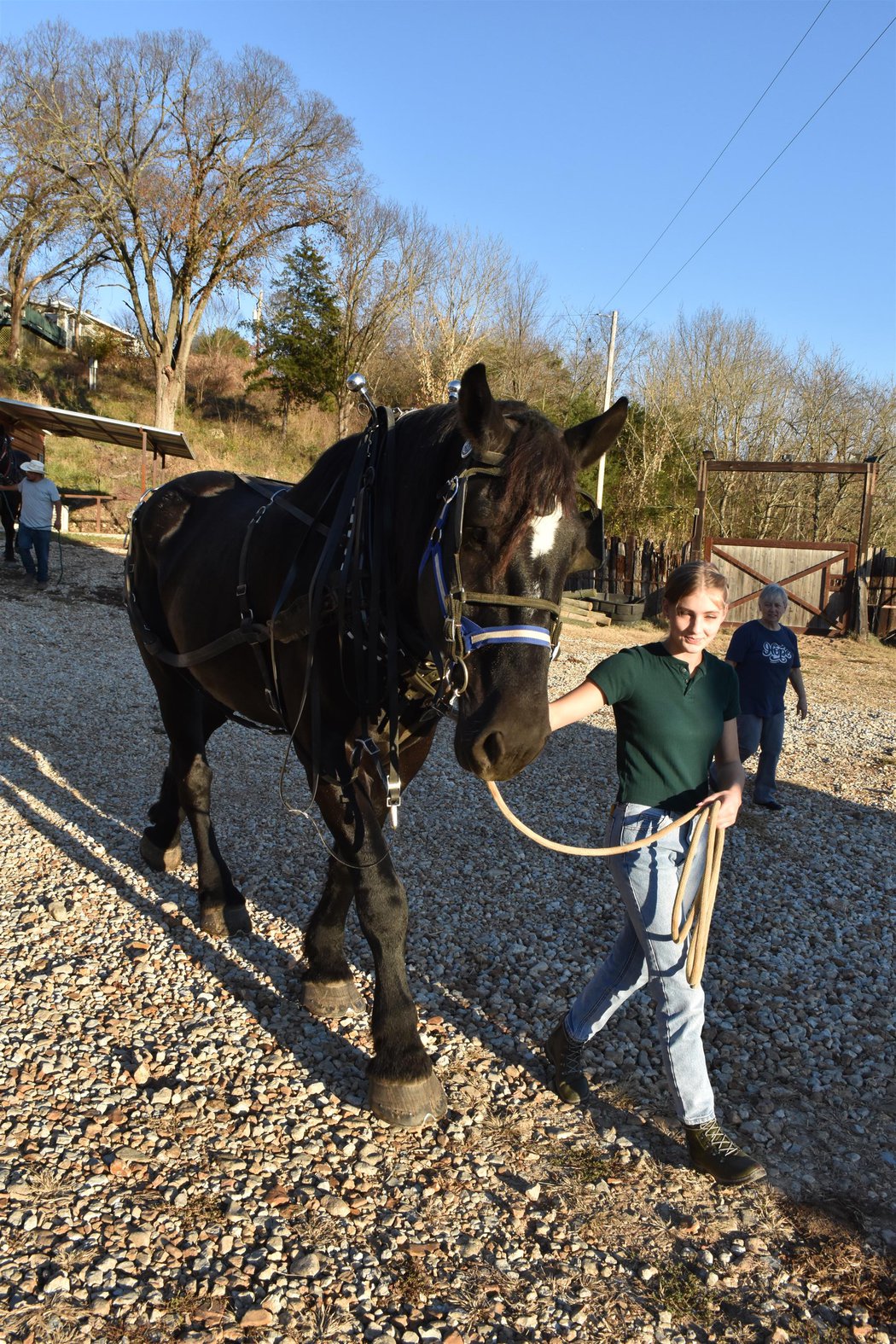 Clydesdale Experience, Branson, Missouri