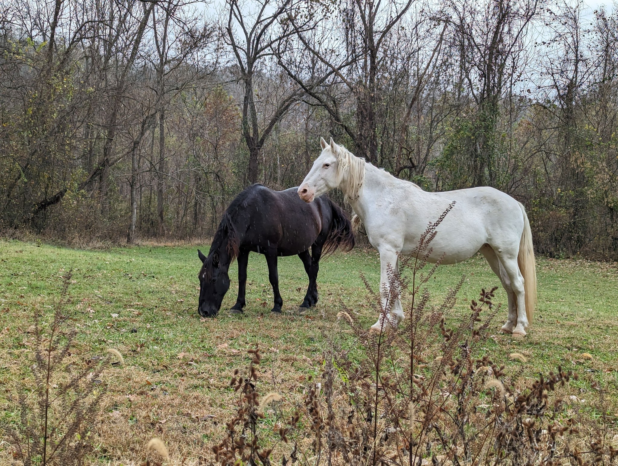 Wild Horses of Shannon County, Missouri