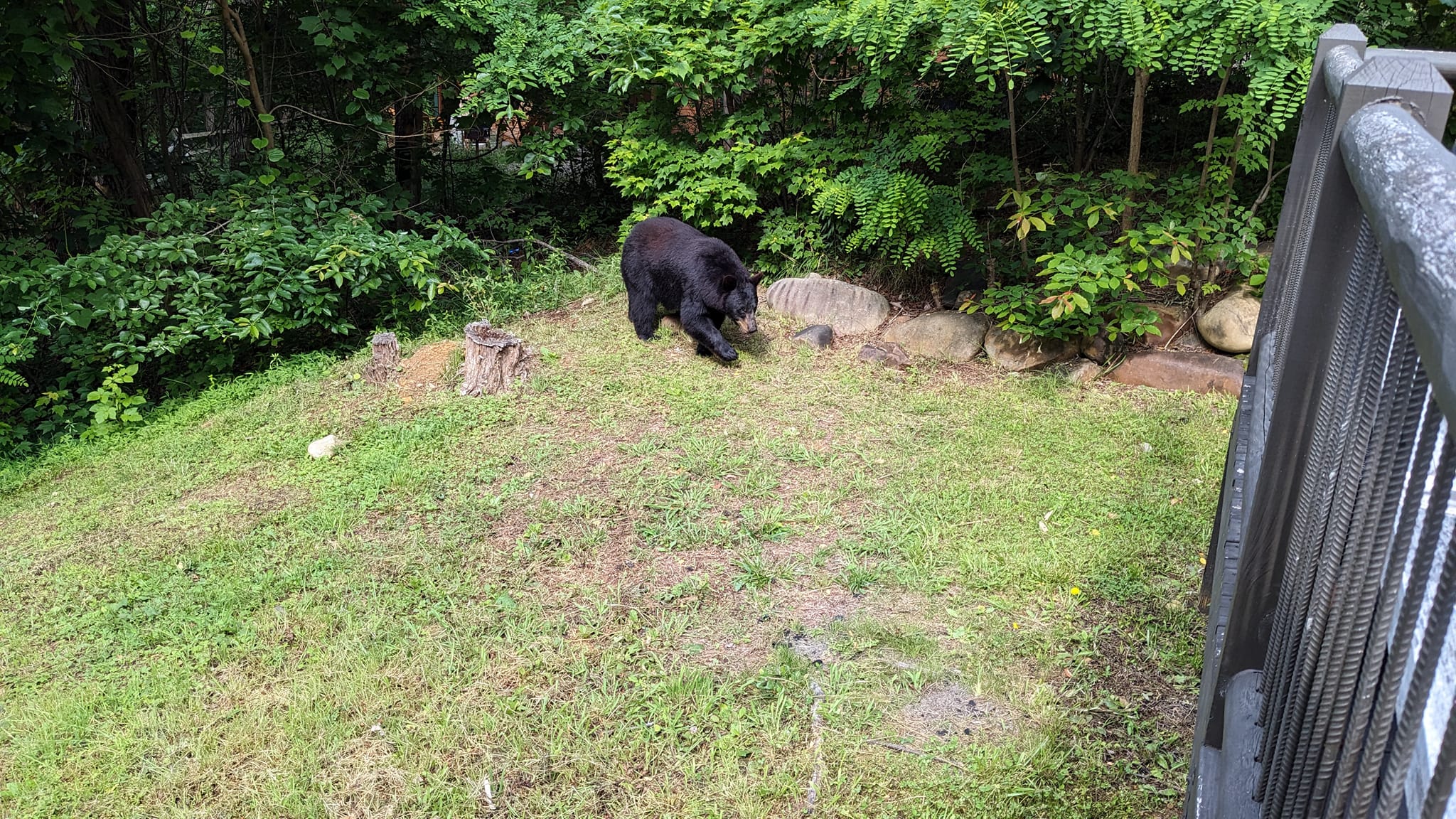 Black Bear in Gatlinburg, Tennessee